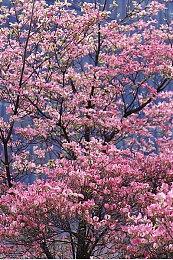 传《寂静岭2：重制版》和全新正篇正在开发中